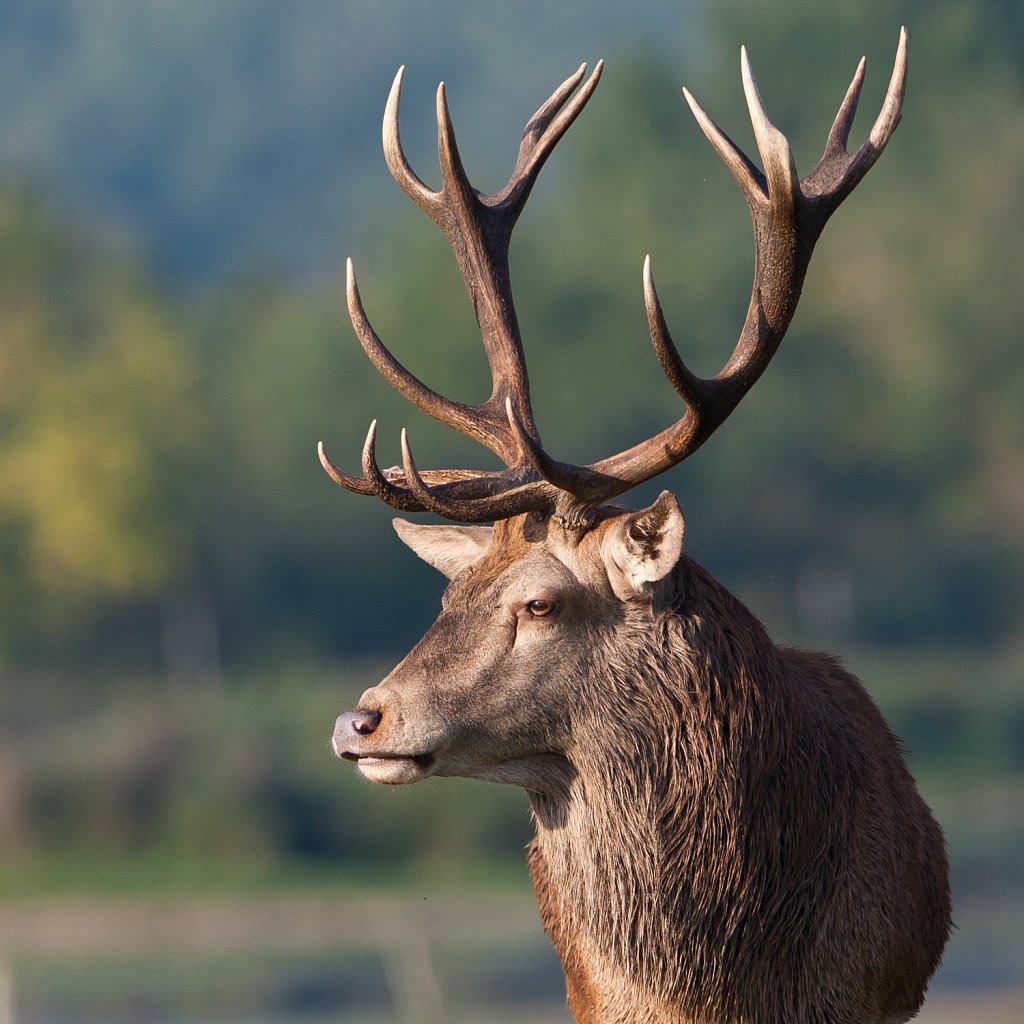 Edelhert_Cervus elaphus