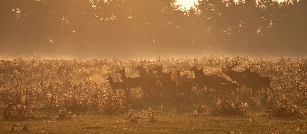 Edelhert_Cervus elaphus