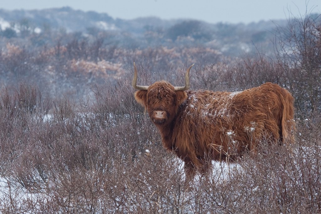 Schotse Hooglander