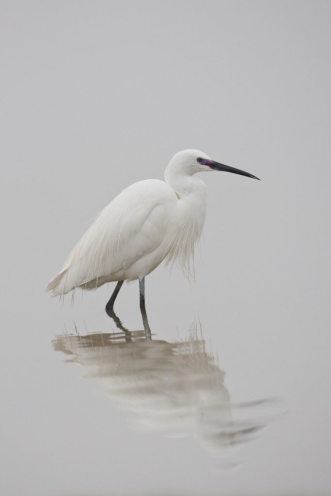 Kleine zilverreiger_Egretta garzetta