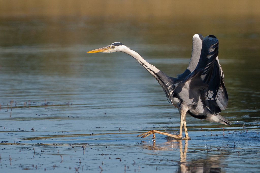 Blauwe reiger_Ardea cinerea