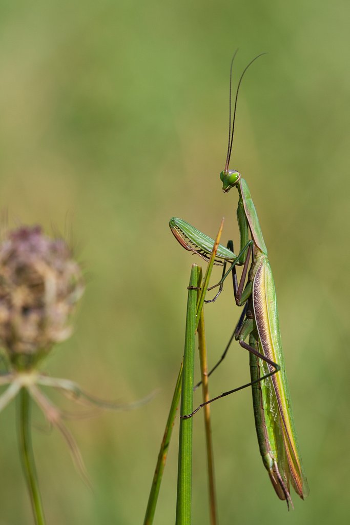 Bidsprinkhaan_Mantis religiosa