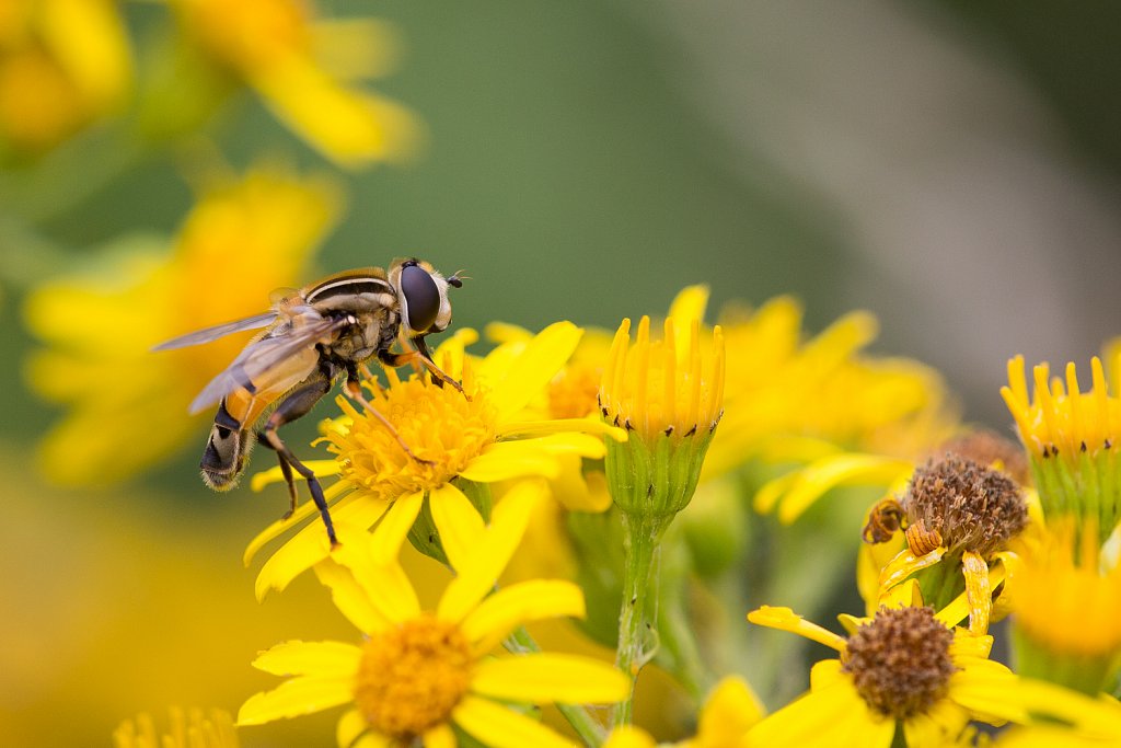 Citroenpendelvlieg_Helophilus trivittatu