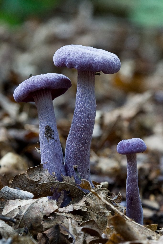 Amethistzwam_Laccaria amethystina