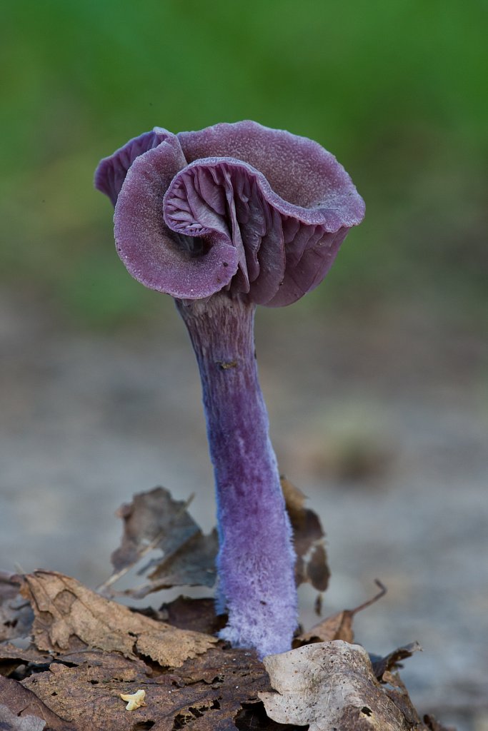 Amethistzwam_Laccaria amethystina