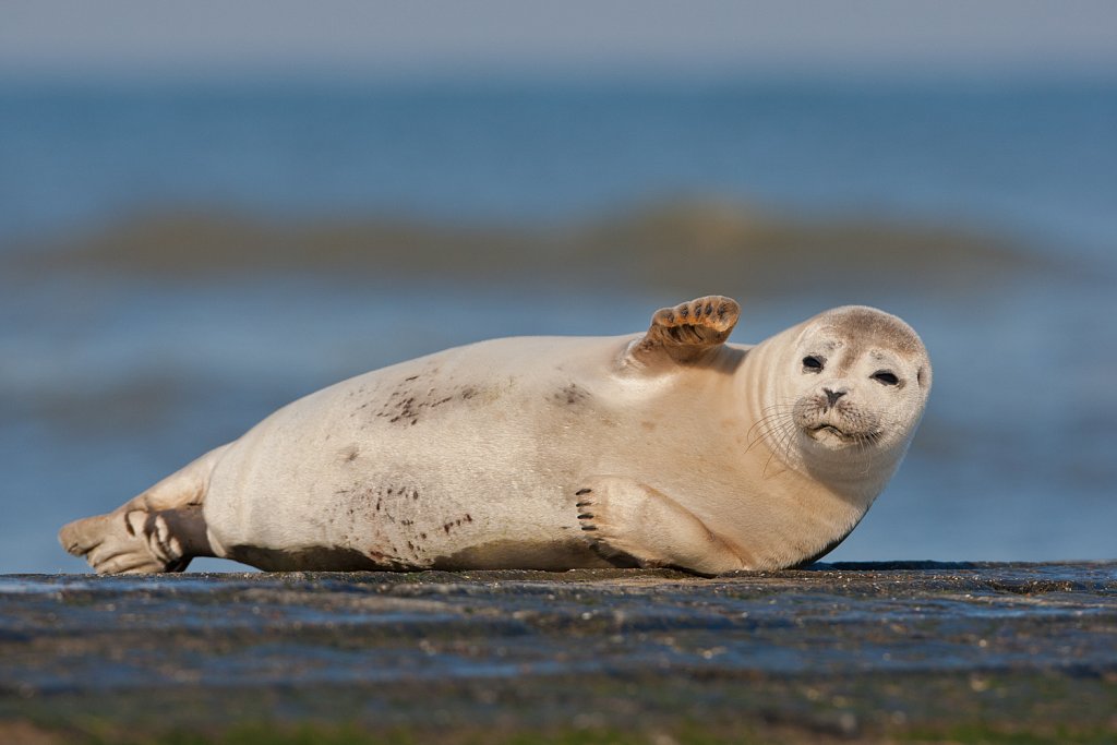 Gewone zeehond _Phoca vitulina