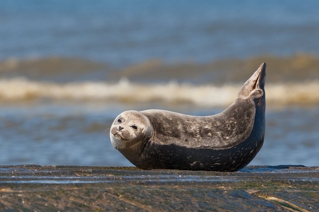 Gewone zeehond _Phoca vitulina