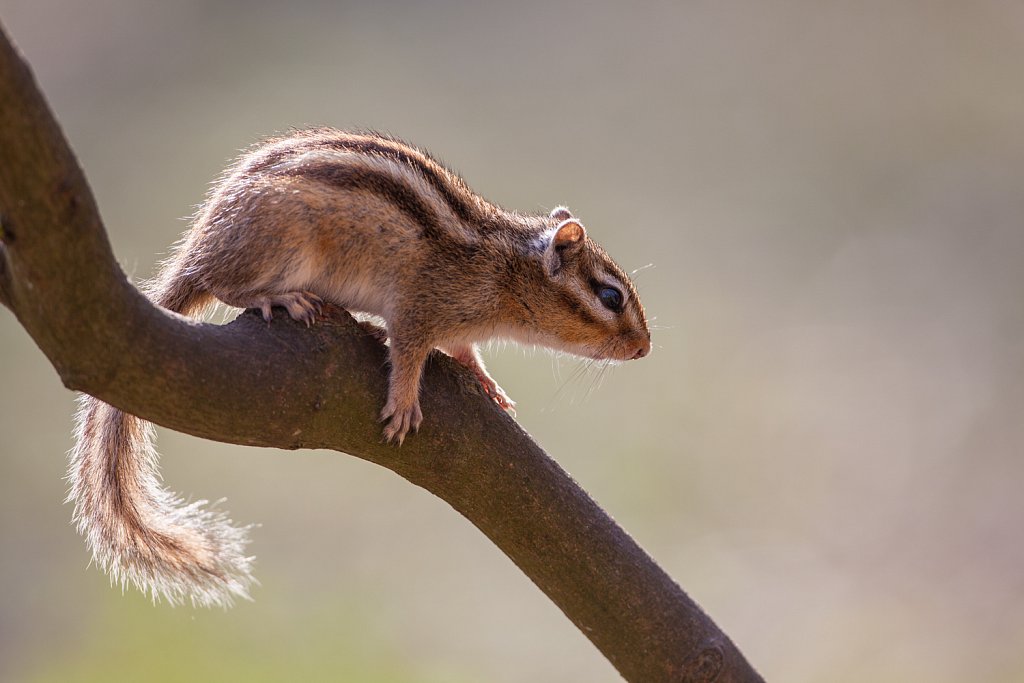 Siberische grondeekhoorn_Tamias sibericus