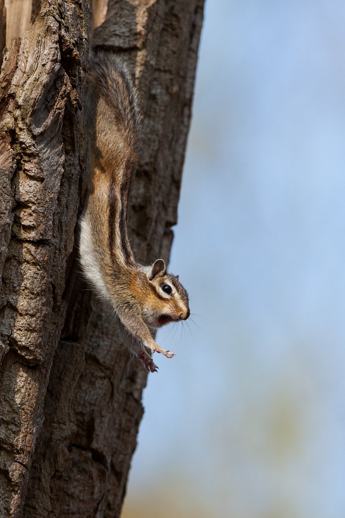 Siberische grondeekhoorn_Tamias sibericus