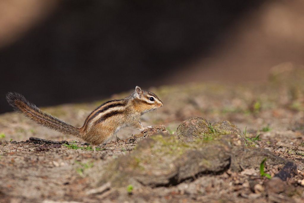 Siberische grondeekhoorn_Tamias sibericus