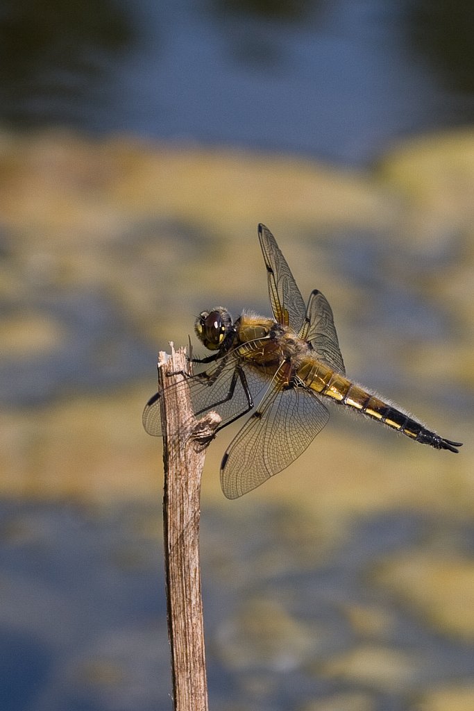 Viervlek_Libellula quadrimaculata