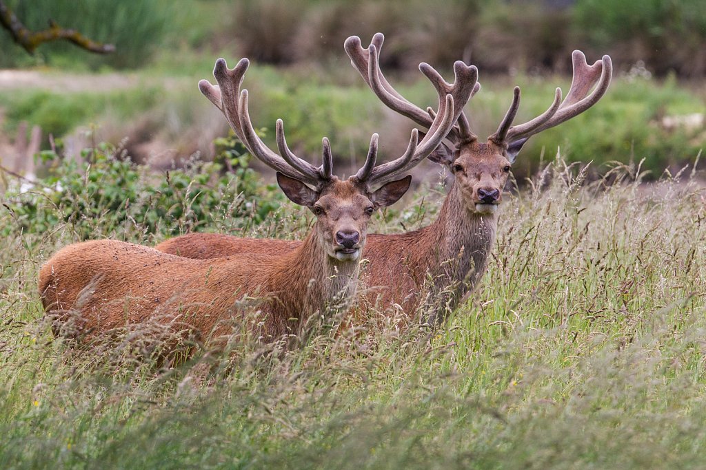 Edelhert_Cervus elaphus