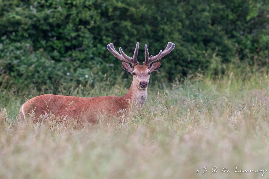 Edelhert-Cervus-elaphus-31540.jpg