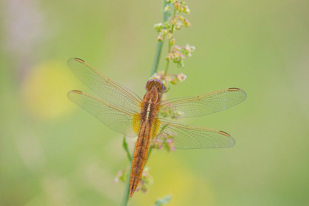 Vuurlibel_Crocothemis erythrea