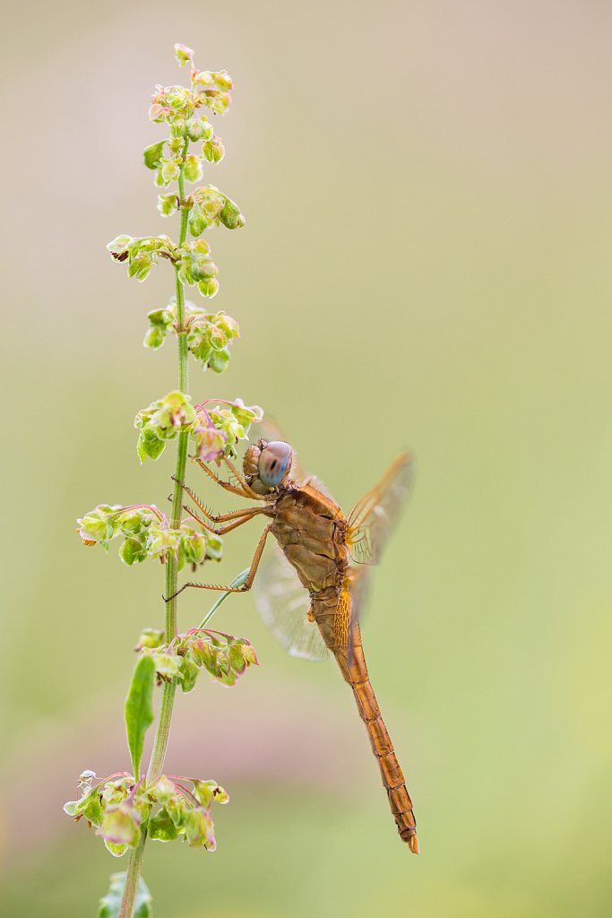 Vuurlibel_Crocothemis erythrea