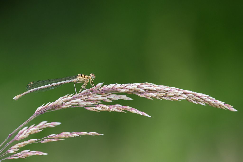 Blauwe breedscheenjuffer_Plathycnemis pennipes