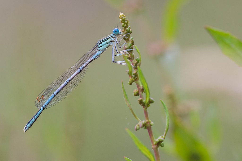 Blauwe breedscheenjuffer_Platycnemis pennipes