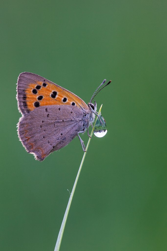 Kleine vuurvlinder_Lycaena phlaeas