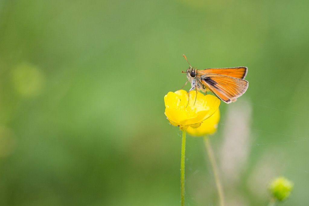 Geelsprietdikkopje_Thymelicus sylvestris