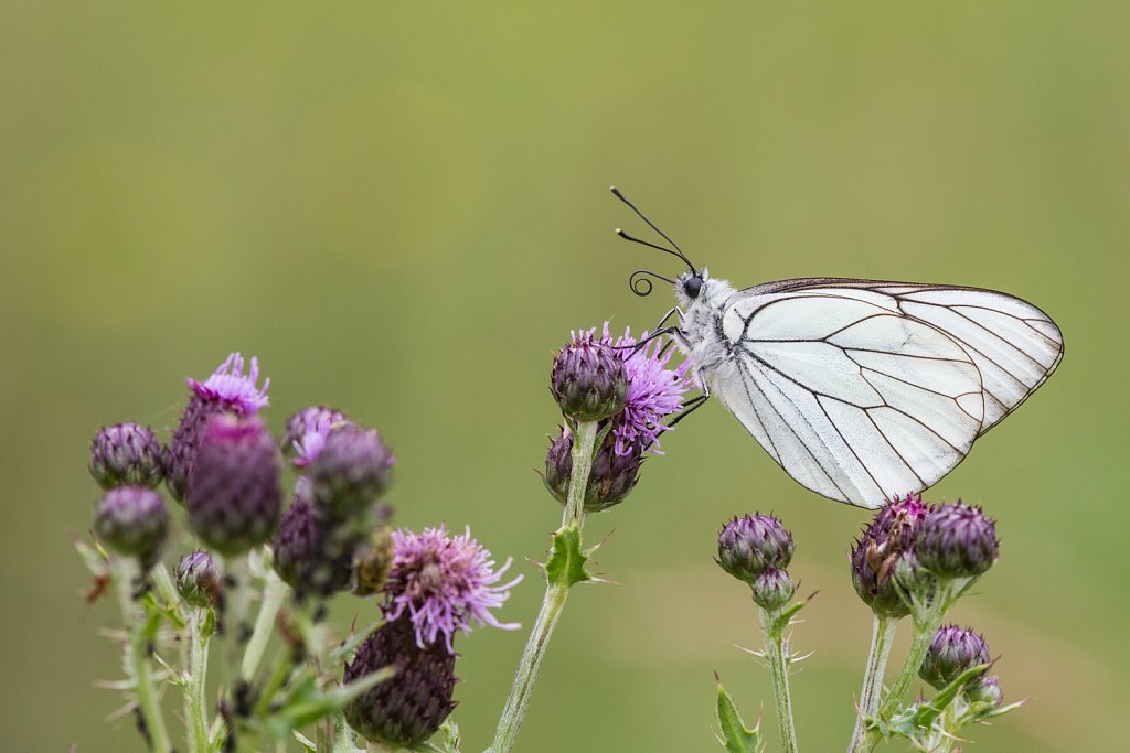 Groot geaderd witje_Aporia crataegi