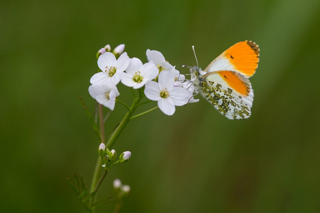 Oranjetipje_Anthocharis cardamines