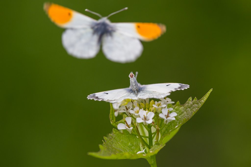 Oranjetipje_Anthocharis cardamines