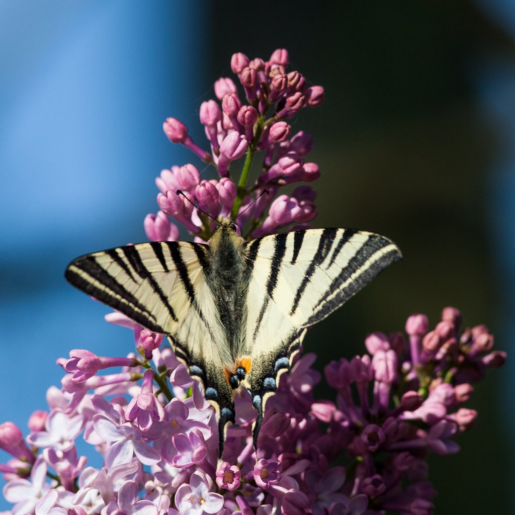 Koningspage_Iphiclides podalirius