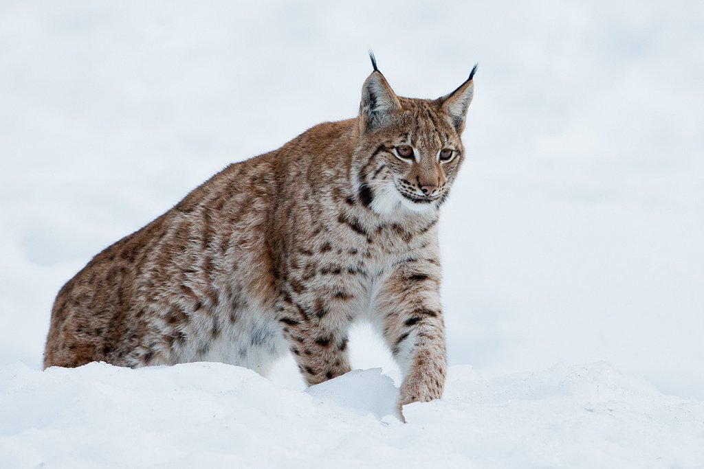 Lynx-Lynx lynx