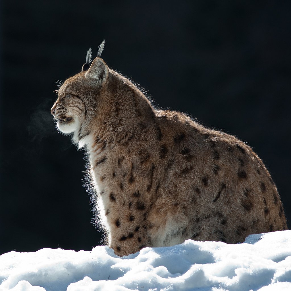 Lynx-Lynx lynx