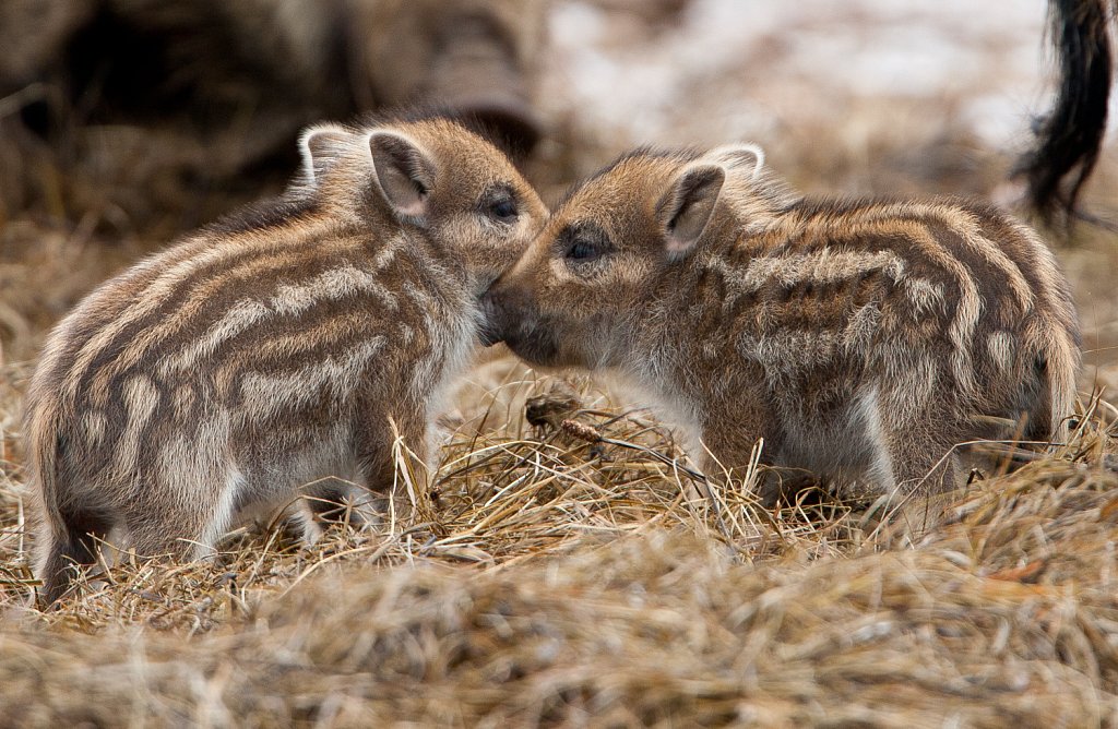 Wild zwijn_Sus scrofa