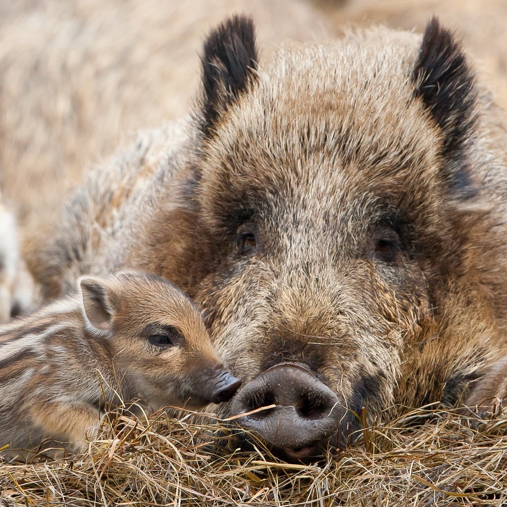 Wild zwijn_Sus scrofa