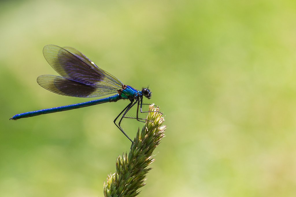 Weidebeekjuffer_Calopteryx splendens