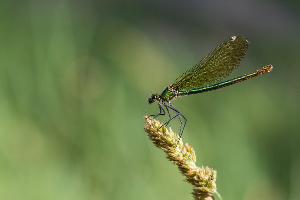 Weidebeekjuffer_Calopteryx splendens