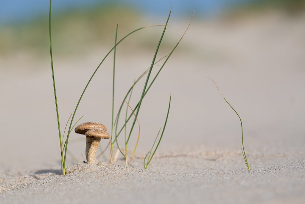 Gewone viltkop_Inocybe dulcamara