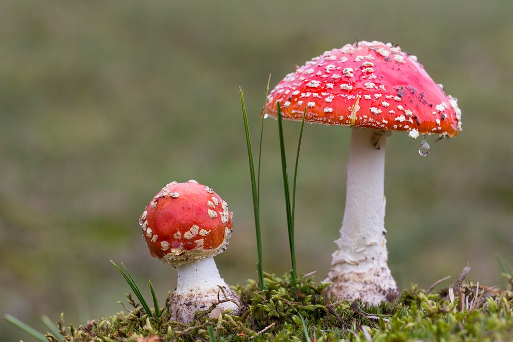 Vliegenzwam_Amanita muscaria