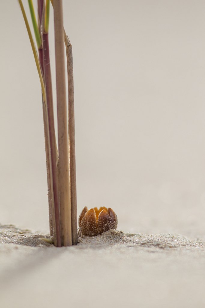 Zandtulpje_Peziza ammophila