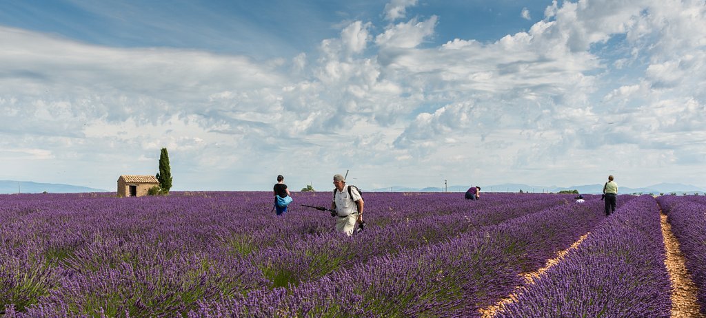 Lavendelveld