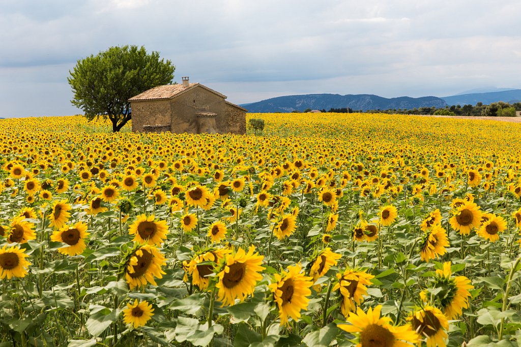 Zonnekroon_Silphium perfoliatum