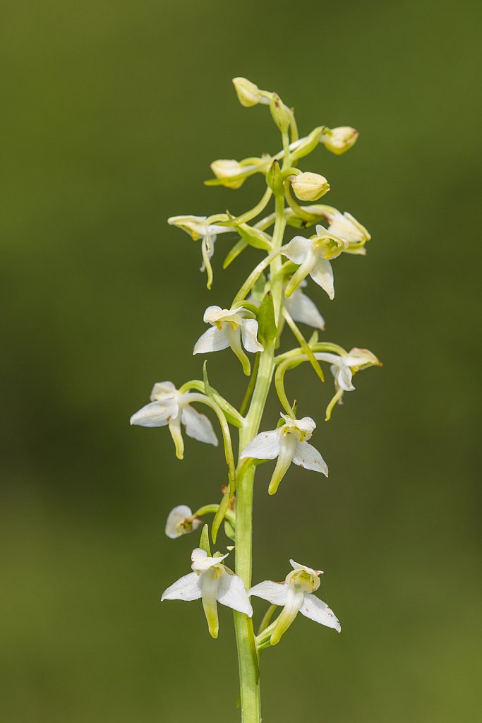 Bergnachtorchis_Platanthera bifolia 