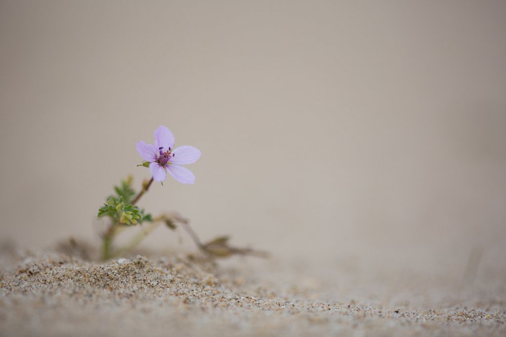 Gewone reigersbek_Erodium cicutarium