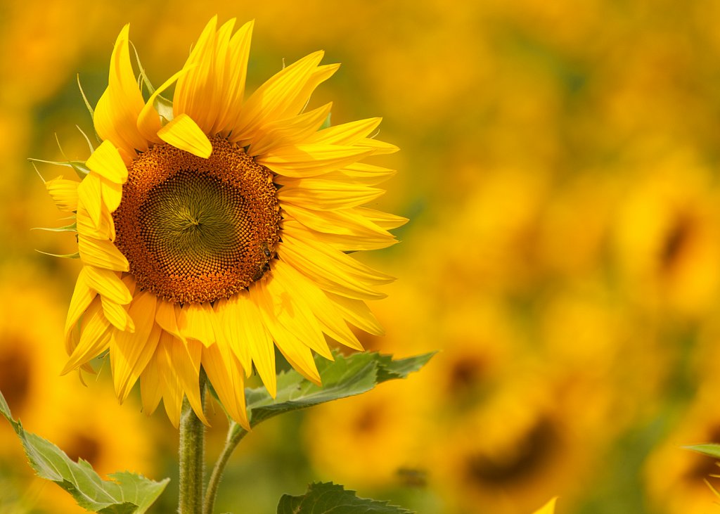 Zonnekroon_Silphium perfoliatum