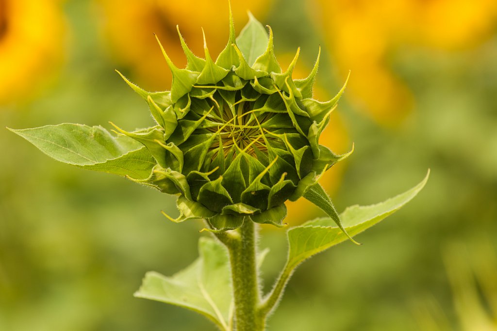 Zonnekroon_Silphium perfoliatum