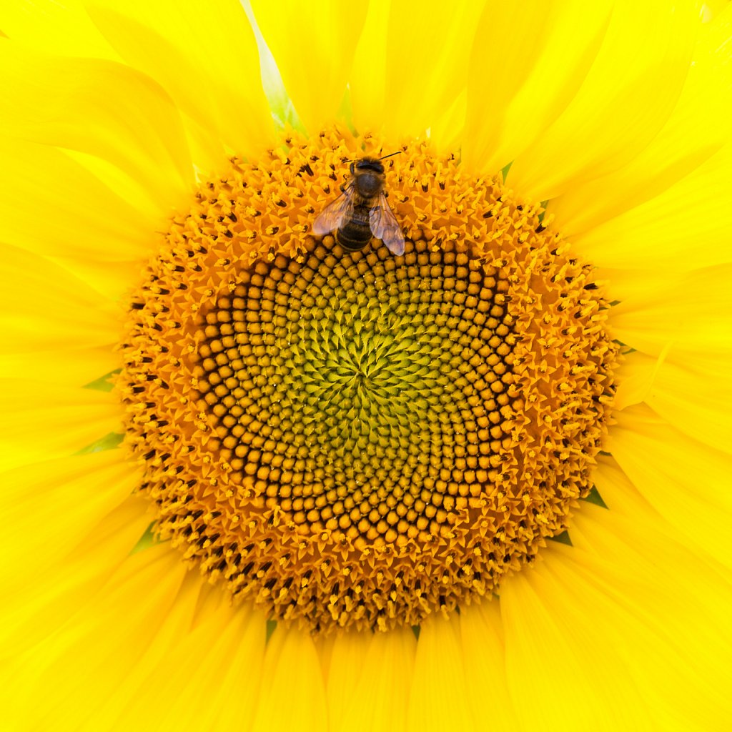 Zonnekroon_Silphium perfoliatum