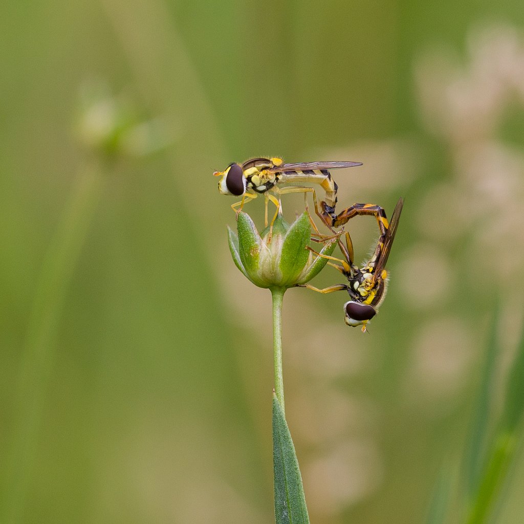 Sphaerophoria scripta