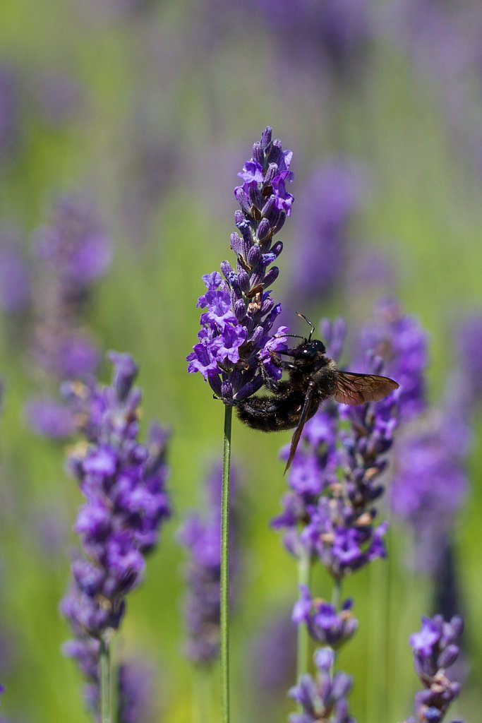 Houtbij_Megachile parietina