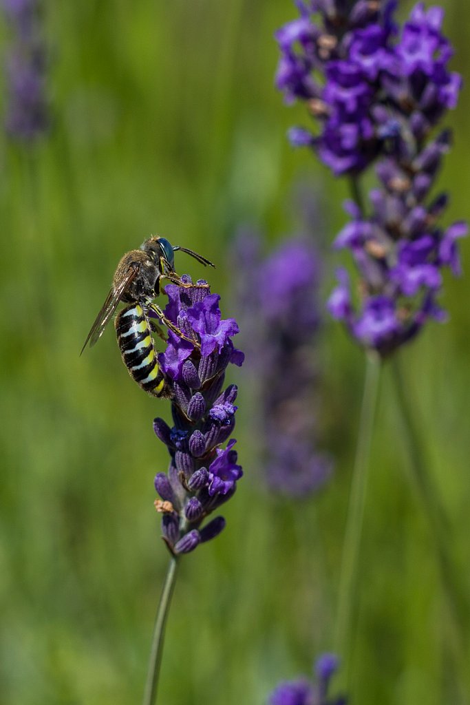 Bembecinus tridens