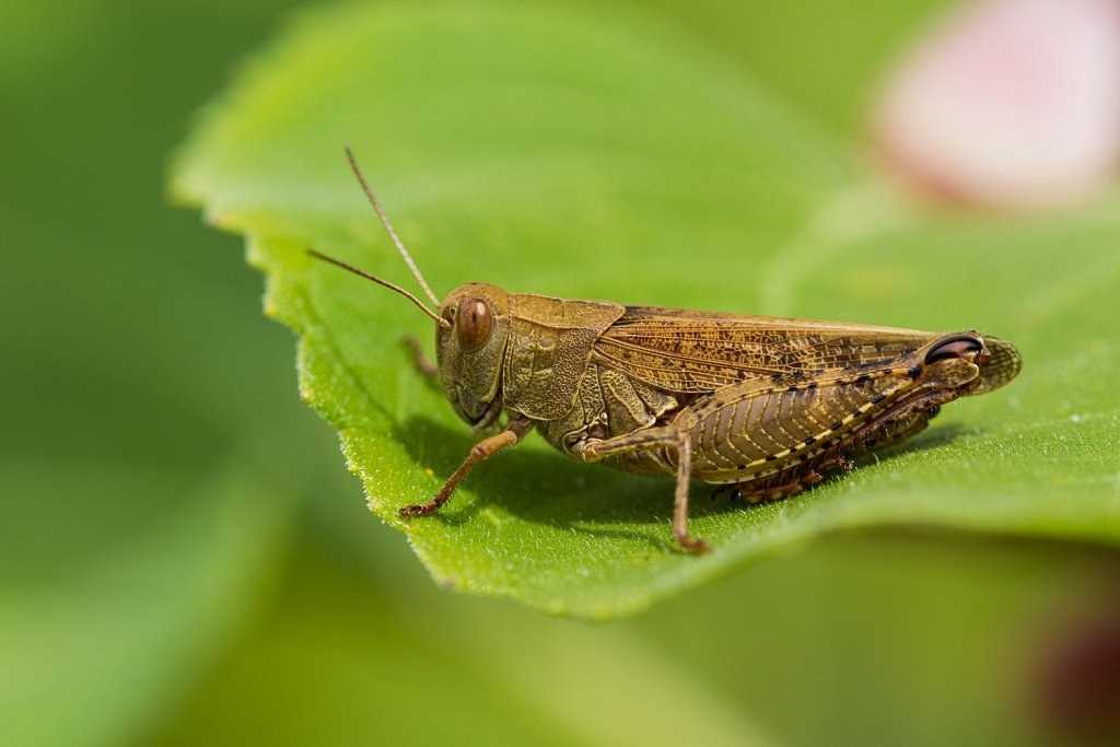 Rozevleugel_Calliptamus italicus