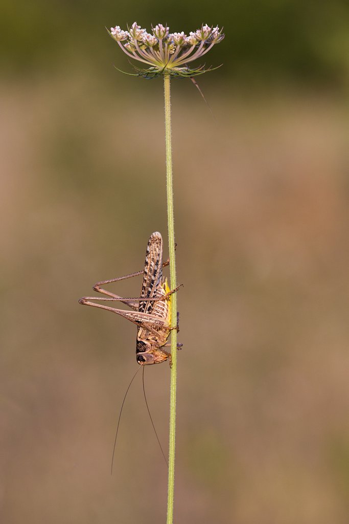 Decticus albifrons