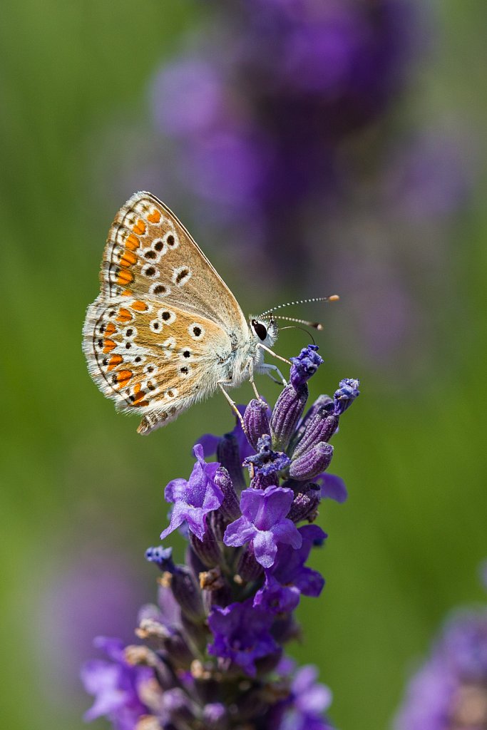 Icarusblauwtje_Polyommatus icaru