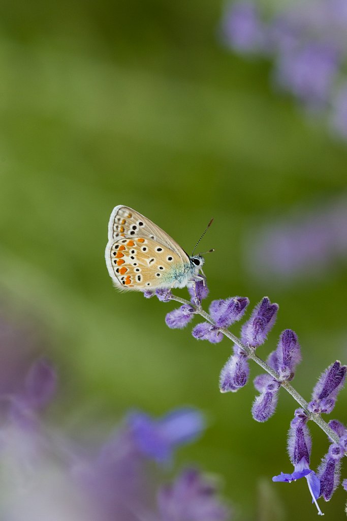 Icarusblauwtje_Polyommatus icaru